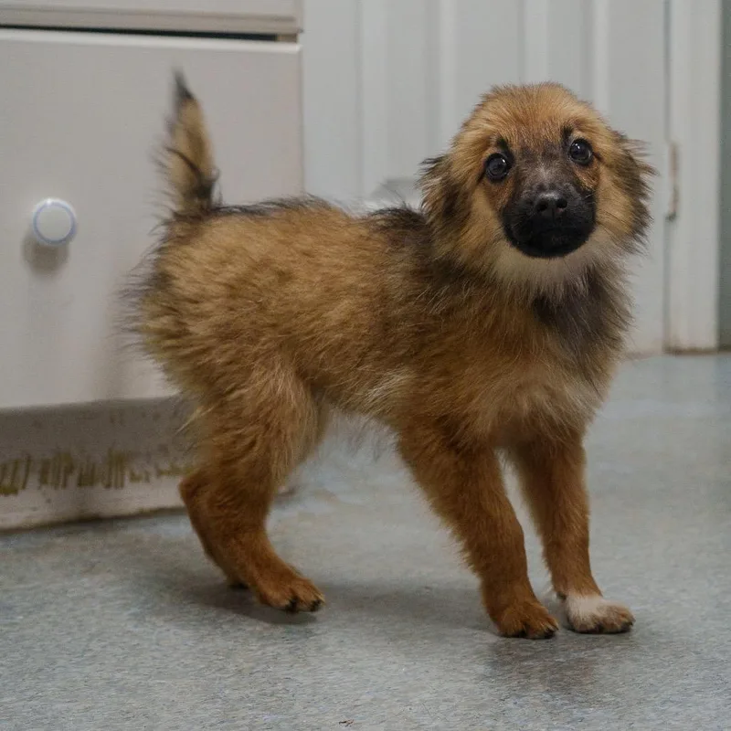 A baby small-sized female Yellow / Tan / Blond / Fawn Terrier dog named Tiramisu for adoption in Pawling, NY