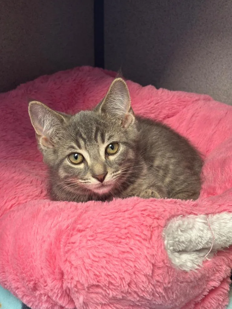 A baby small-sized male Domestic Short Hair cat named Walrus for adoption in Liverpool, NY