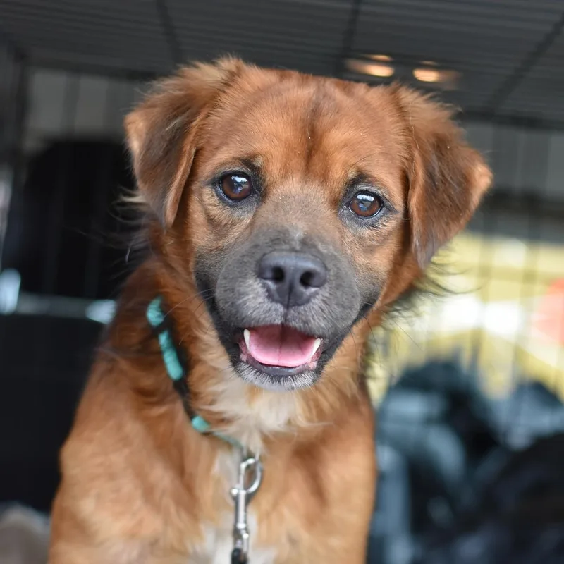 An adult small-sized male Brown / Chocolate Mixed Breed dog named Copper for adoption in Cleveland, TX