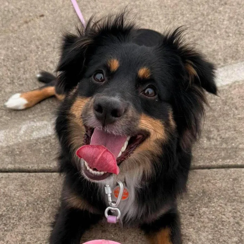 A young medium-sized female Australian Shepherd dog named Mimi for adoption in Bloomfield, CT