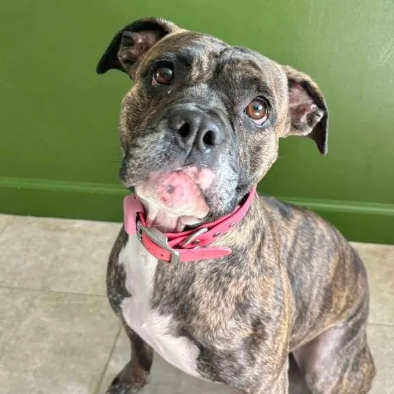 An adult medium-sized female Boxer dog named Brie for adoption in Yonkers, NY