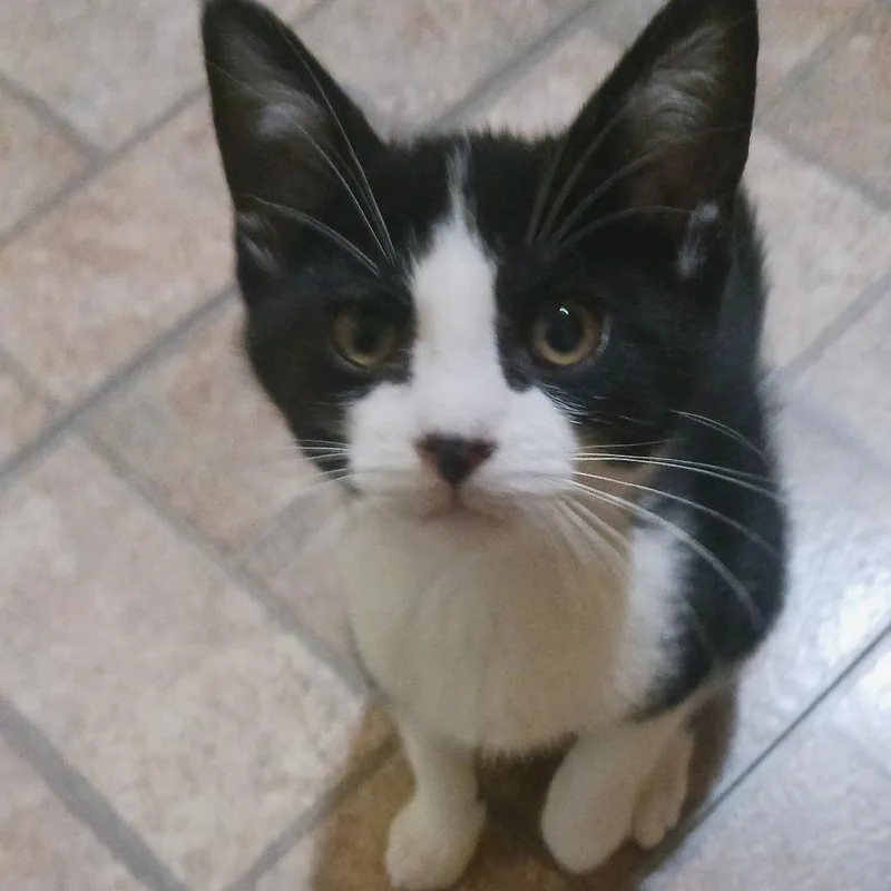 A baby small-sized male Domestic Medium Hair cat named Ted for adoption in FAIRWAY, KS