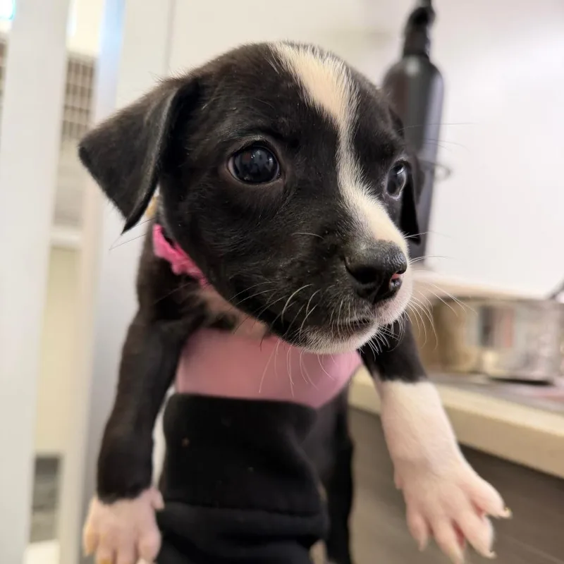 A baby small-sized female Black Pit Bull Terrier dog named Mercedes for adoption in Austin, TX