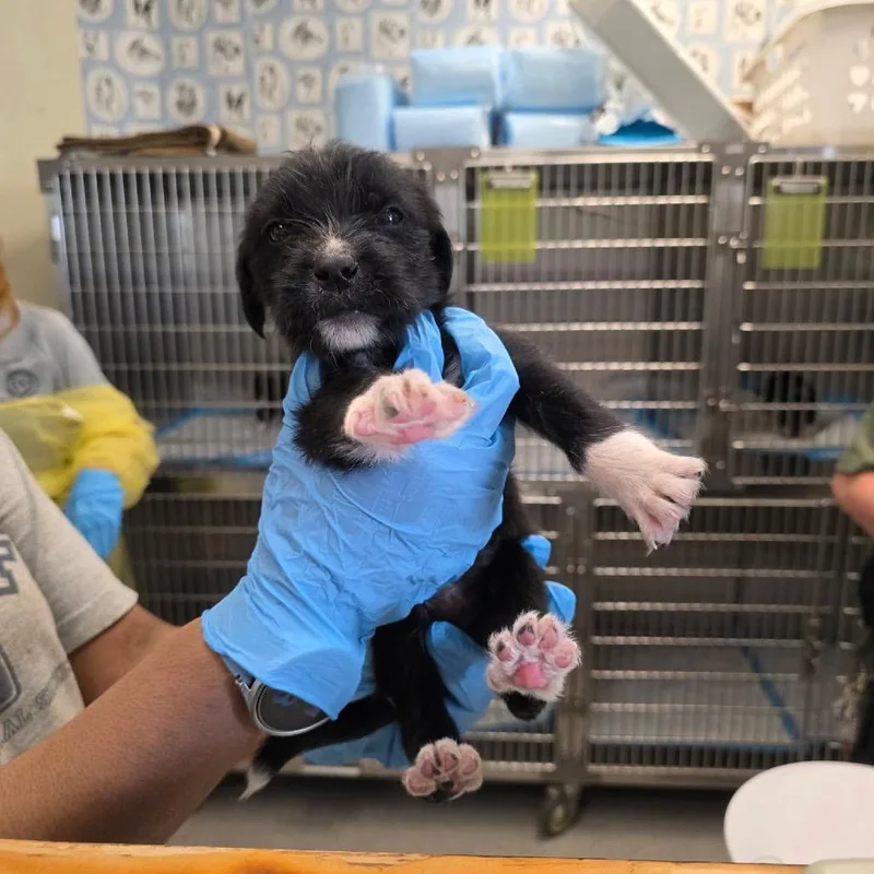 Mercedes thumbnail 2