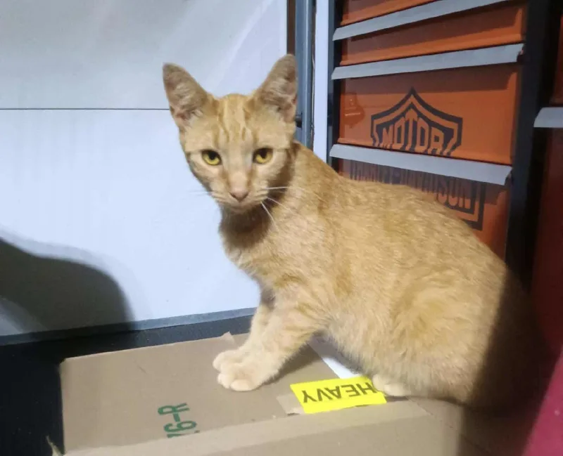 A baby small-sized female Tabby (Orange / Red) Domestic Short Hair cat named Butterscotch for adoption in Indianapolis, IN