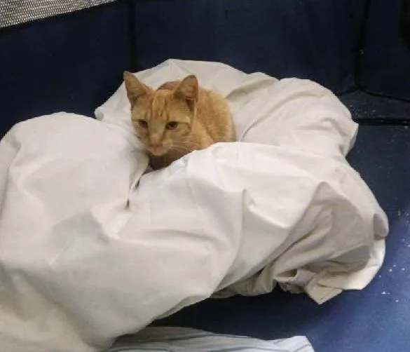 Butterscotch thumbnail 3