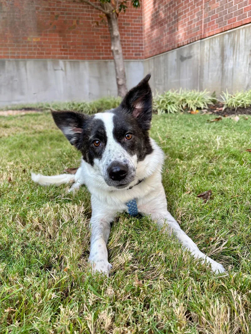 A young medium-sized female Cattle Dog dog named Talulah for adoption in Southaven, MS