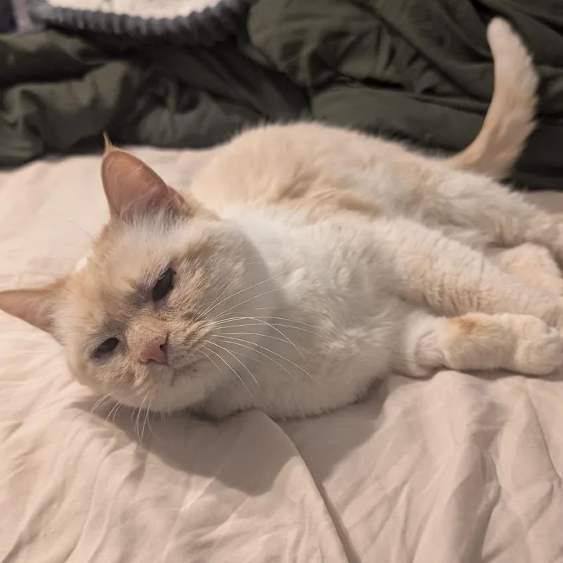 A senior large-sized female Domestic Short Hair cat named Sunny White for adoption in Eagle Mountain, UT