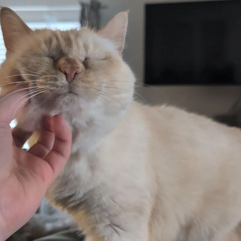Sunny White thumbnail 5