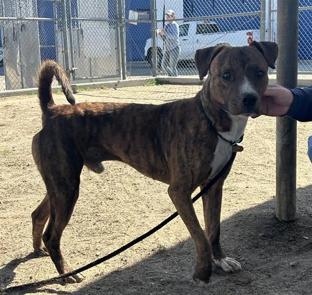 A young medium-sized male Brindle Pit Bull Terrier dog named Tigger  URGENT for adoption in Thousand Oaks, CA