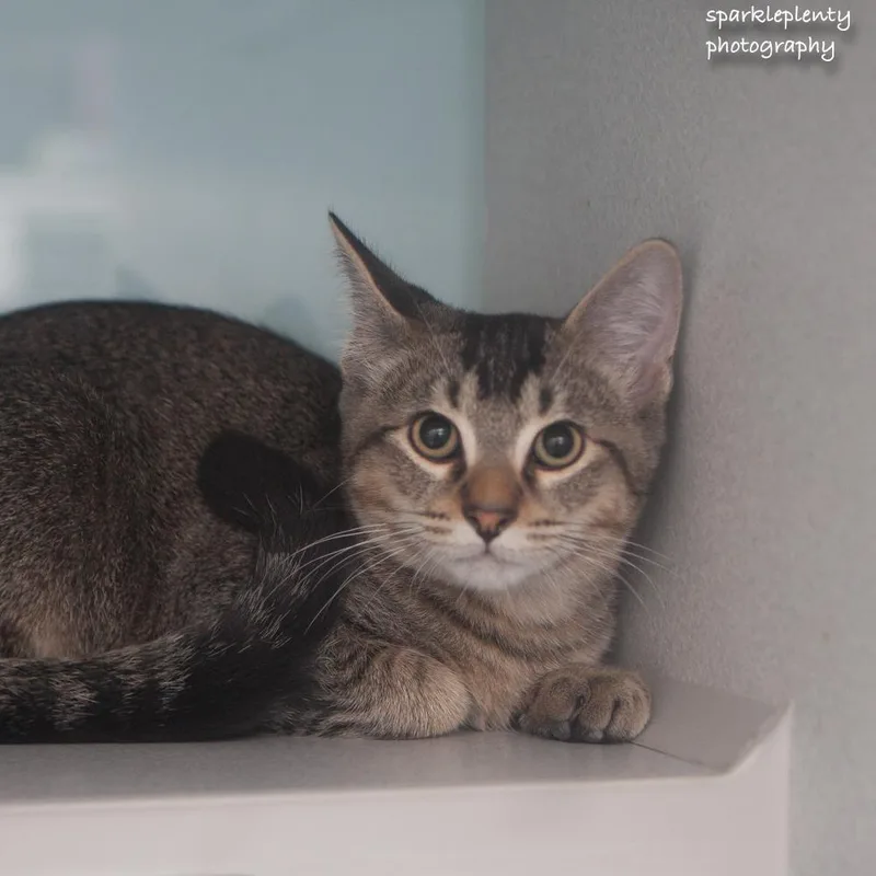 A baby medium-sized male Tabby (Brown / Chocolate) Domestic Short Hair cat named Luke for adoption in Ridgefield, CT