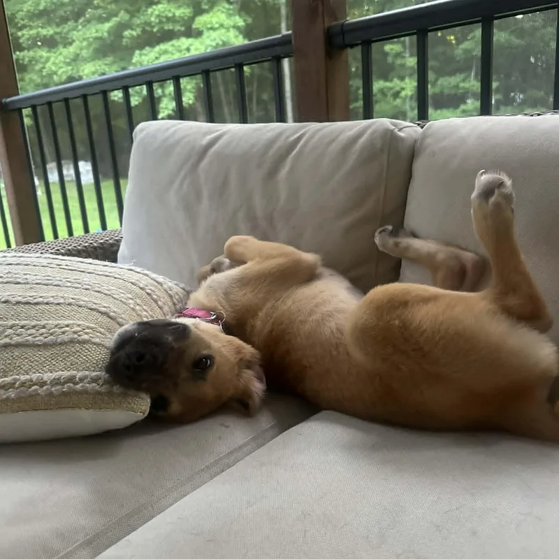 A baby medium-sized female Yellow / Tan / Blond / Fawn Black Mouth Cur dog named Cashew for adoption in Chatham, NJ