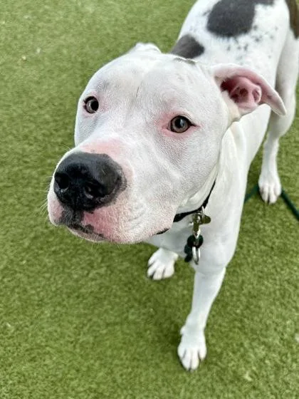 An adult extra large-sized male White / Cream Mixed Breed dog named Onyx for adoption in Wichita, KS