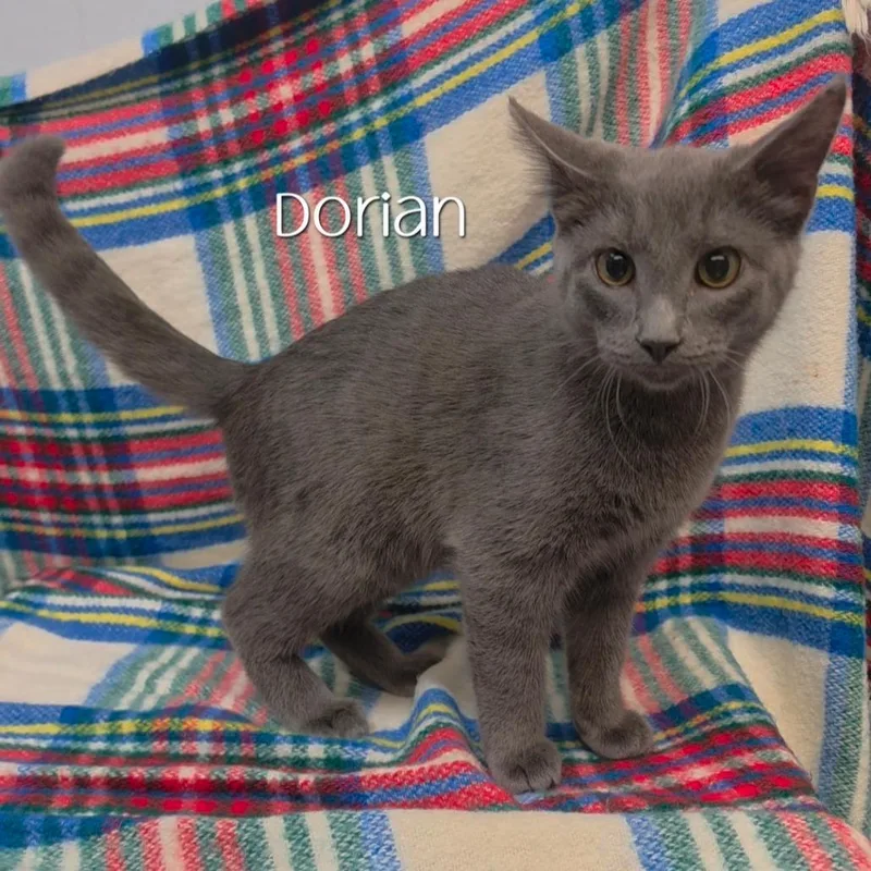 A young medium-sized male Domestic Short Hair cat named Dorian for adoption in Parkersburg, WV