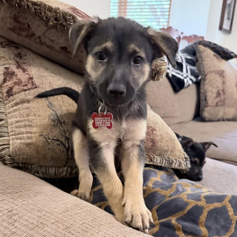 A baby small-sized female Black Catahoula Leopard Dog dog named Crimson for adoption in Boerne, TX