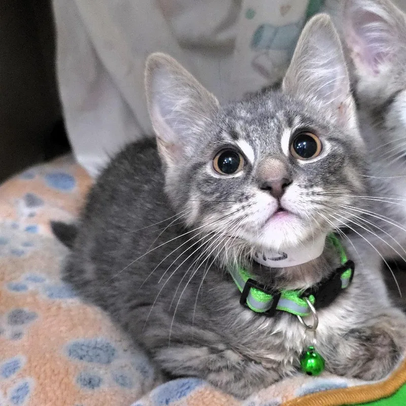 A baby small-sized male Gray / Blue / Silver Domestic Short Hair cat named Purkins for adoption in Michigan City, IN