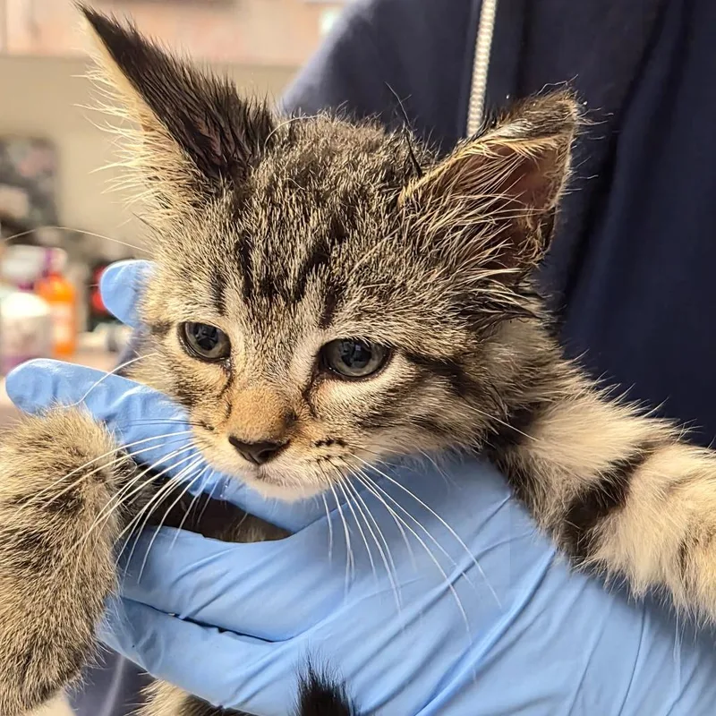 A baby small-sized male Brown / Chocolate Domestic Short Hair cat named Fish for adoption in Newark, NJ