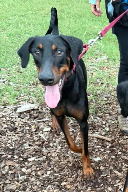 A young large-sized male Doberman Pinscher dog named Stitch for adoption in Palm Coast, FL