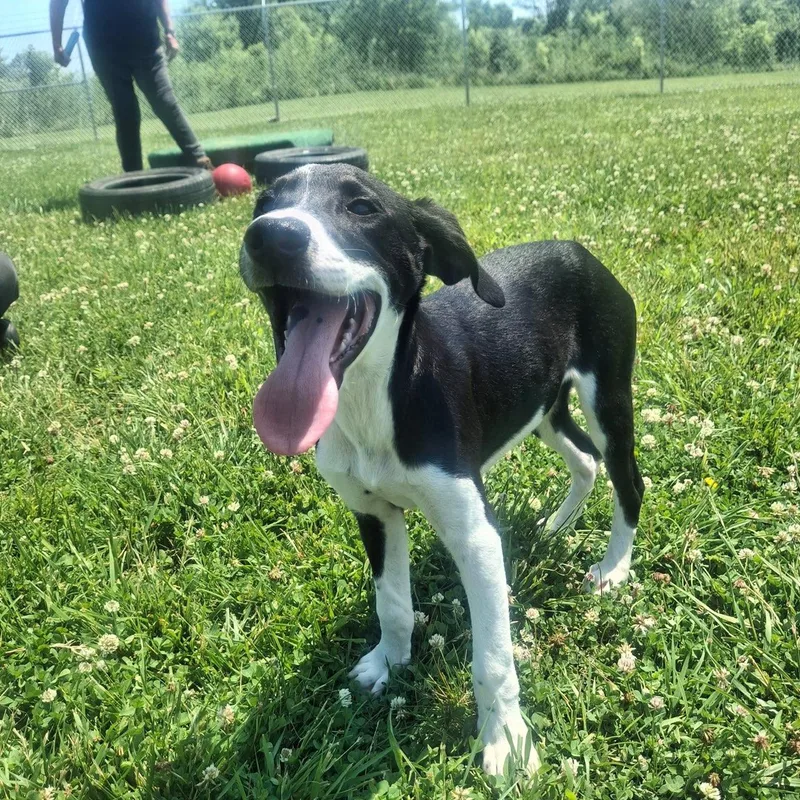A young small-sized male Black Beagle dog named Nash for adoption in Lexington, KY
