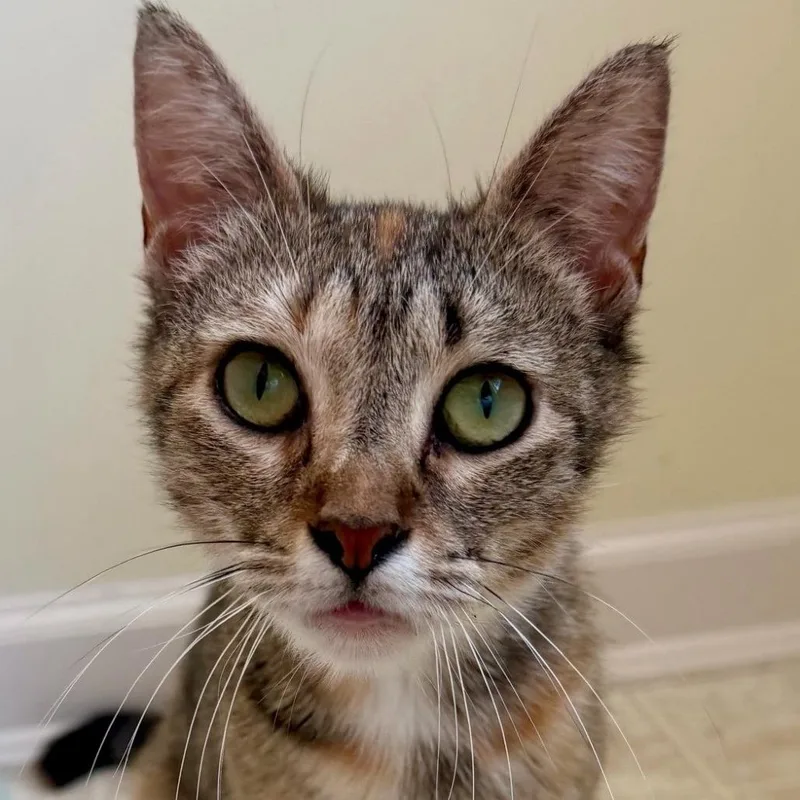 An adult medium-sized female Gray / Blue / Silver Domestic Short Hair cat named Paz for adoption in Newark, NJ