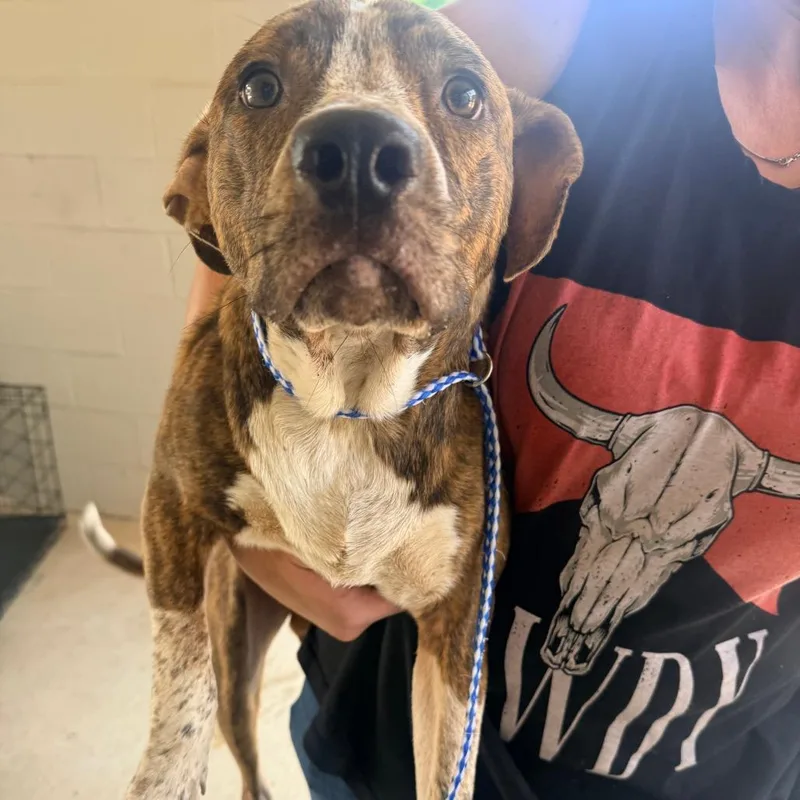 An adult medium-sized male Brindle Mixed Breed dog named Bruno for adoption in Corinth, MS