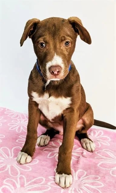 A baby small-sized male Pit Bull Terrier dog named Moose for adoption in Thousand Palms, CA