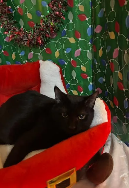 Sylvestor thumbnail 2