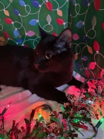 Sylvestor thumbnail 3