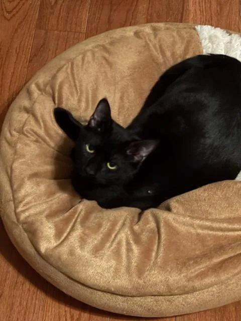 Sylvestor thumbnail 4