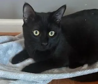 Sylvestor thumbnail 5