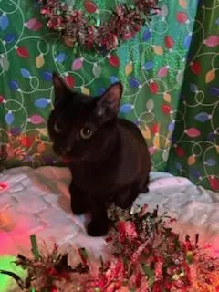 Sylvestor thumbnail 6