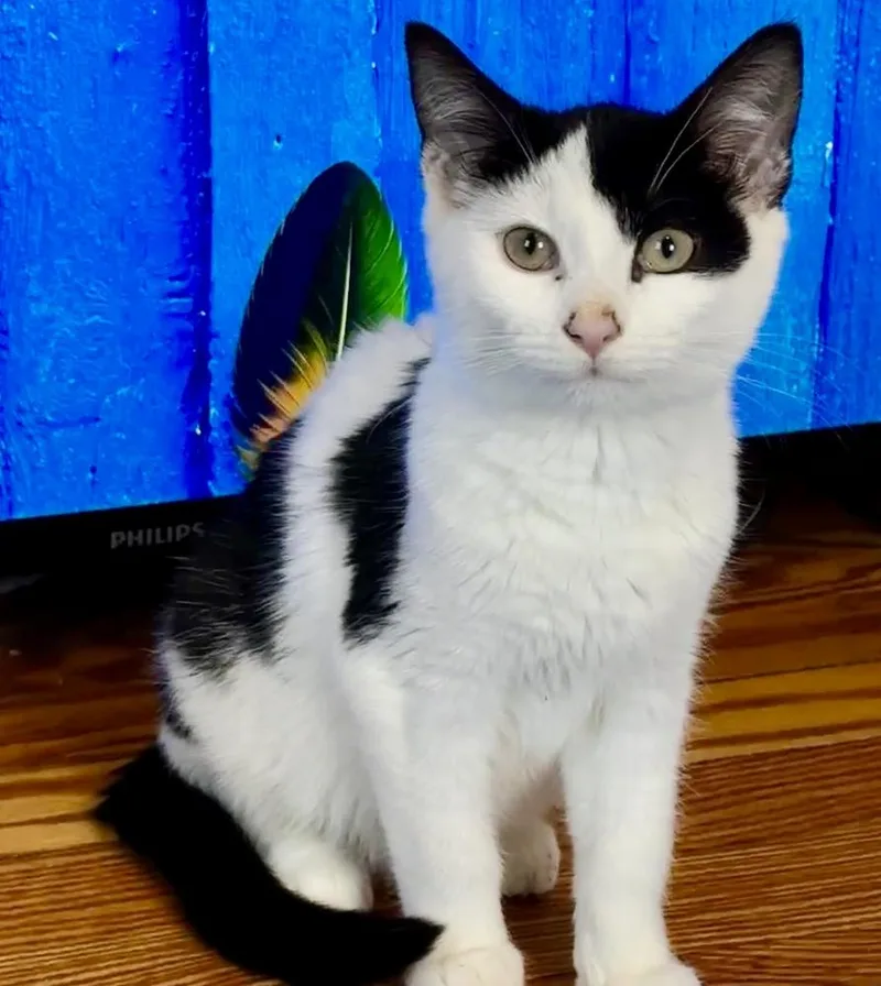 A baby medium-sized female Black & White / Tuxedo Domestic Short Hair cat named Siobhan for adoption in Elmsford, NY