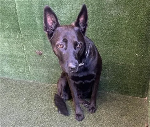An adult large-sized female German Shepherd Dog dog named Becca for adoption in Lancaster, CA
