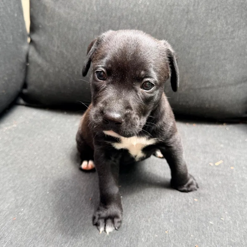 A baby medium-sized female Black Pit Bull Terrier dog named Willing for adoption in Durham, NC