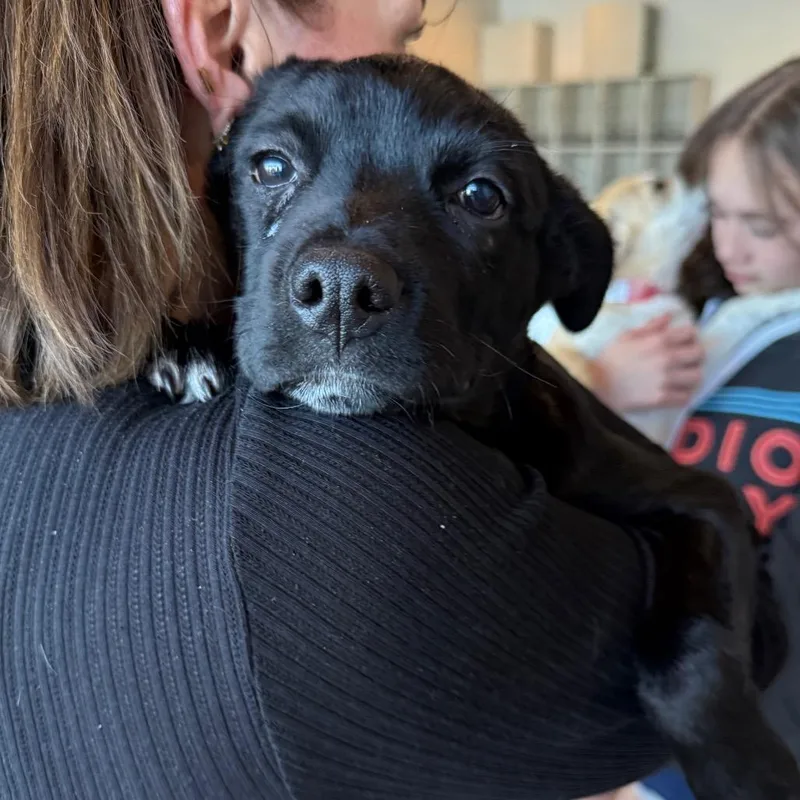 A baby small-sized female Shepherd dog named 547 (2026) for adoption in Parker, CO
