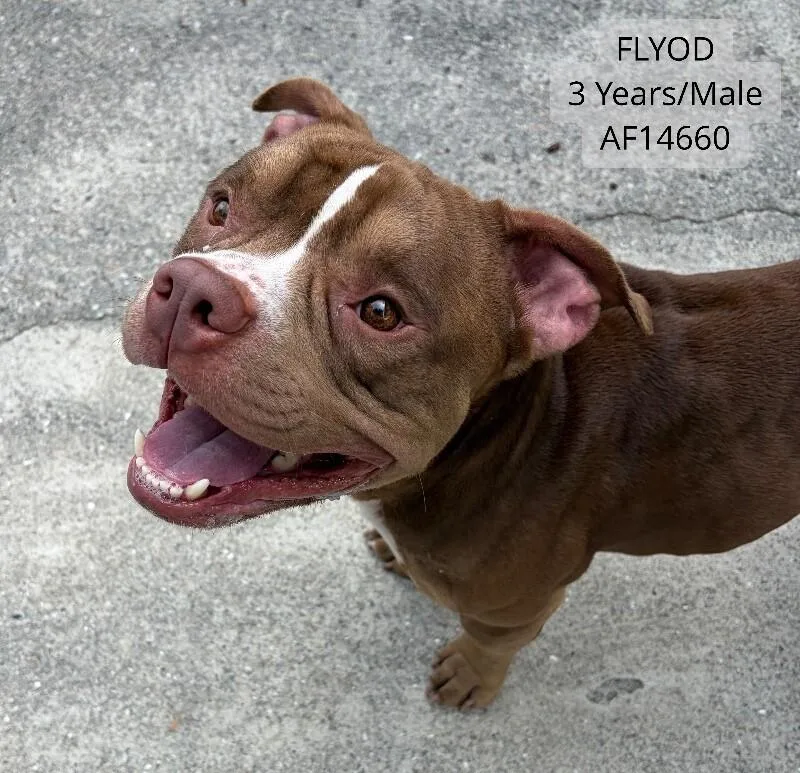 An adult medium-sized male Brown / Chocolate Pit Bull Terrier dog named Floyd for adoption in Supply, NC