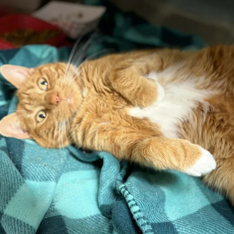 An adult large-sized male Orange / Red Domestic Short Hair cat named Frankie for adoption in Concord, NC