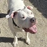 A senior large-sized male Pit Bull Terrier dog named Cuatro Michael for adoption in Hilliard, OH