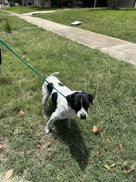 An adult medium-sized male Mixed Breed dog named Polo for adoption in Dallas, TX