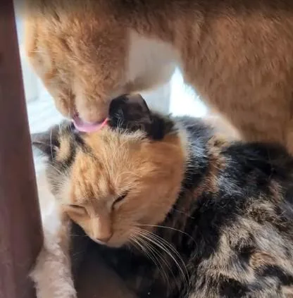 An adult medium-sized female Domestic Short Hair cat named Lorraine Cutoff for adoption in Hudson, MA