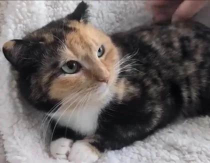 Lorraine Cutoff thumbnail 2