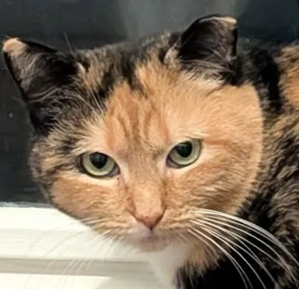 Lorraine Cutoff thumbnail 3