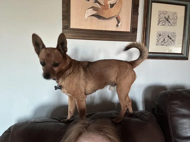 A senior small-sized male Chihuahua dog named Barron for adoption in Blanchard, OK