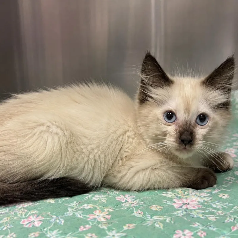 A baby small-sized male White Siamese cat named Lobo for adoption in Tucson, AZ