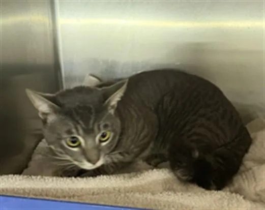 A young large-sized male Domestic Short Hair cat named Azual for adoption in Los Angeles, CA