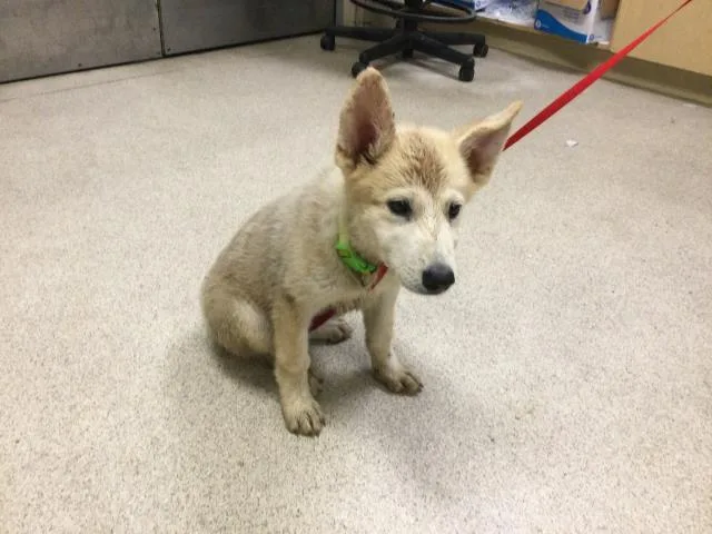 A young small-sized female Siberian Husky dog named Cream Cheese for adoption in Riverside, CA