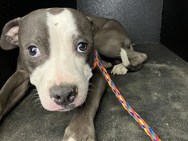 A young large-sized male Pit Bull Terrier dog named Smiley for adoption in Camarillo, CA