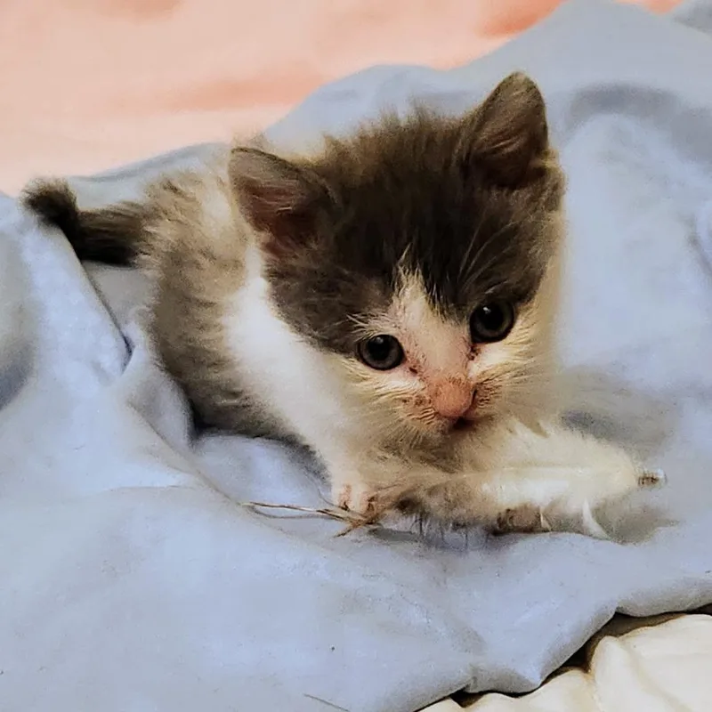 A baby small-sized female Gray / Blue / Silver Domestic Short Hair cat named Cashew for adoption in Chapel Hill, NC