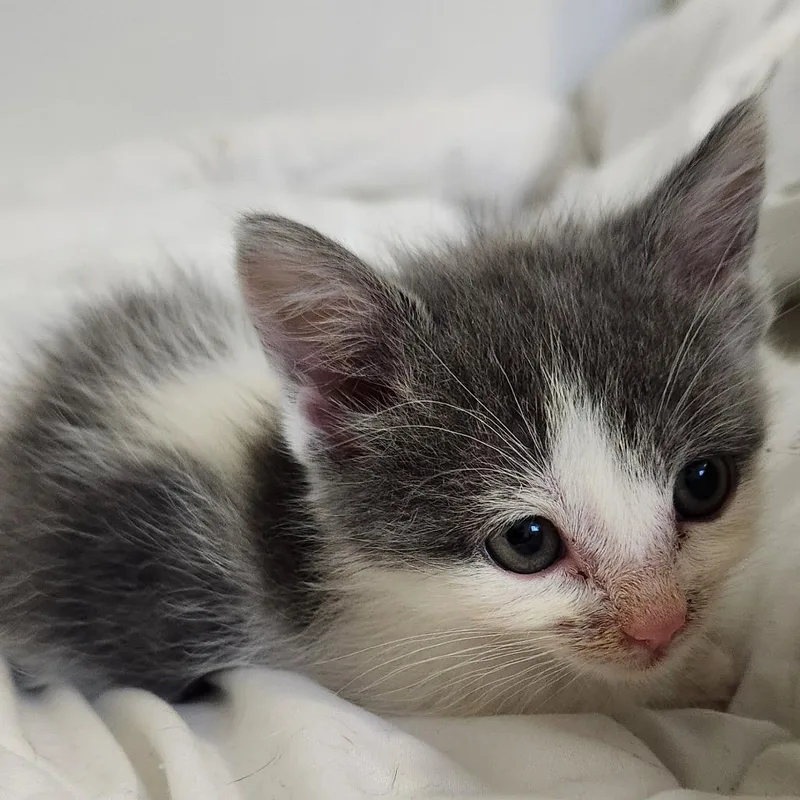 Cashew thumbnail 3