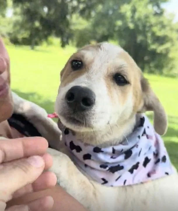 A baby medium-sized male White / Cream Mixed Breed dog named Cob for adoption in Franklin, TN